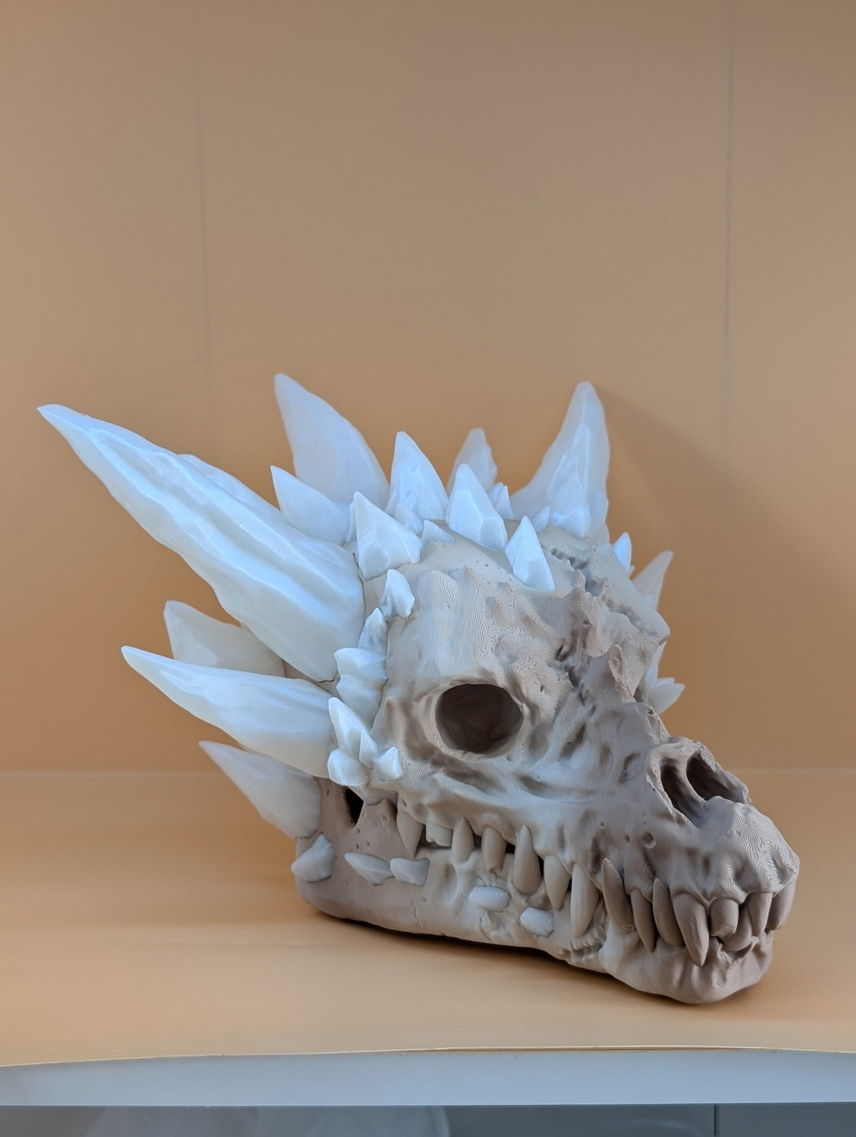 Fossil dragon skull, left three-quarter view