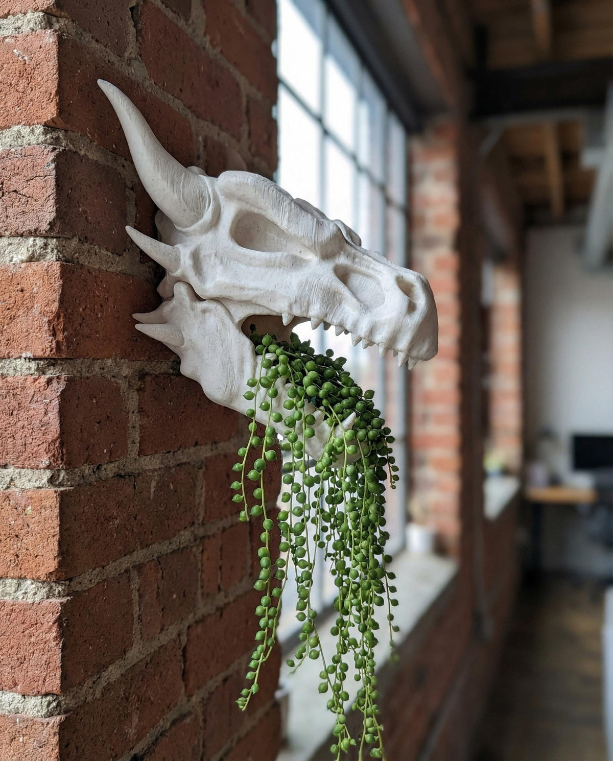 Dragon skull wall planter on a brick wall with a string of pearls plant