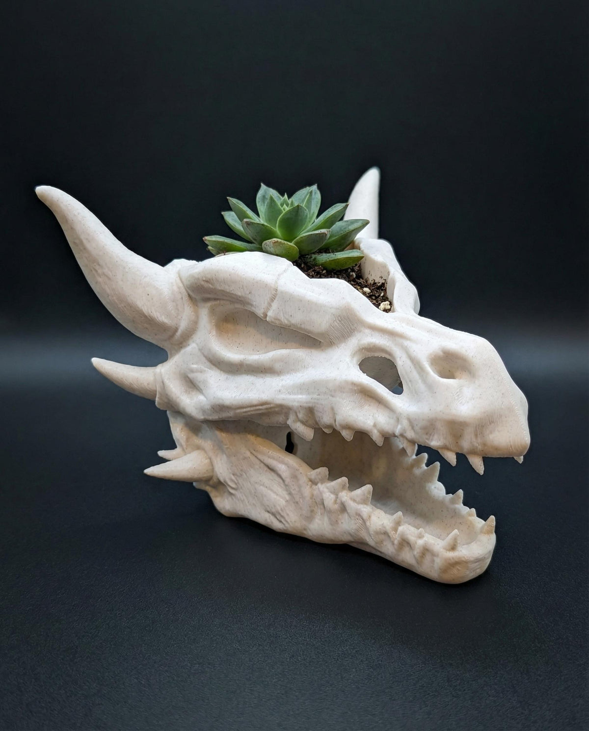 Dragon skull planter with a small succulent in the top, on a dark background